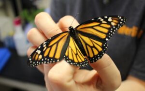 hand holding monarch butterfly