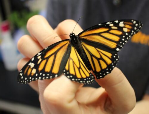 Merlin Lab and The Butterfly Effect: How Monarch Clocks Keep Migration on Time