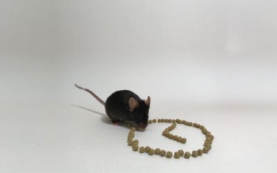 mouse with food in clock shape